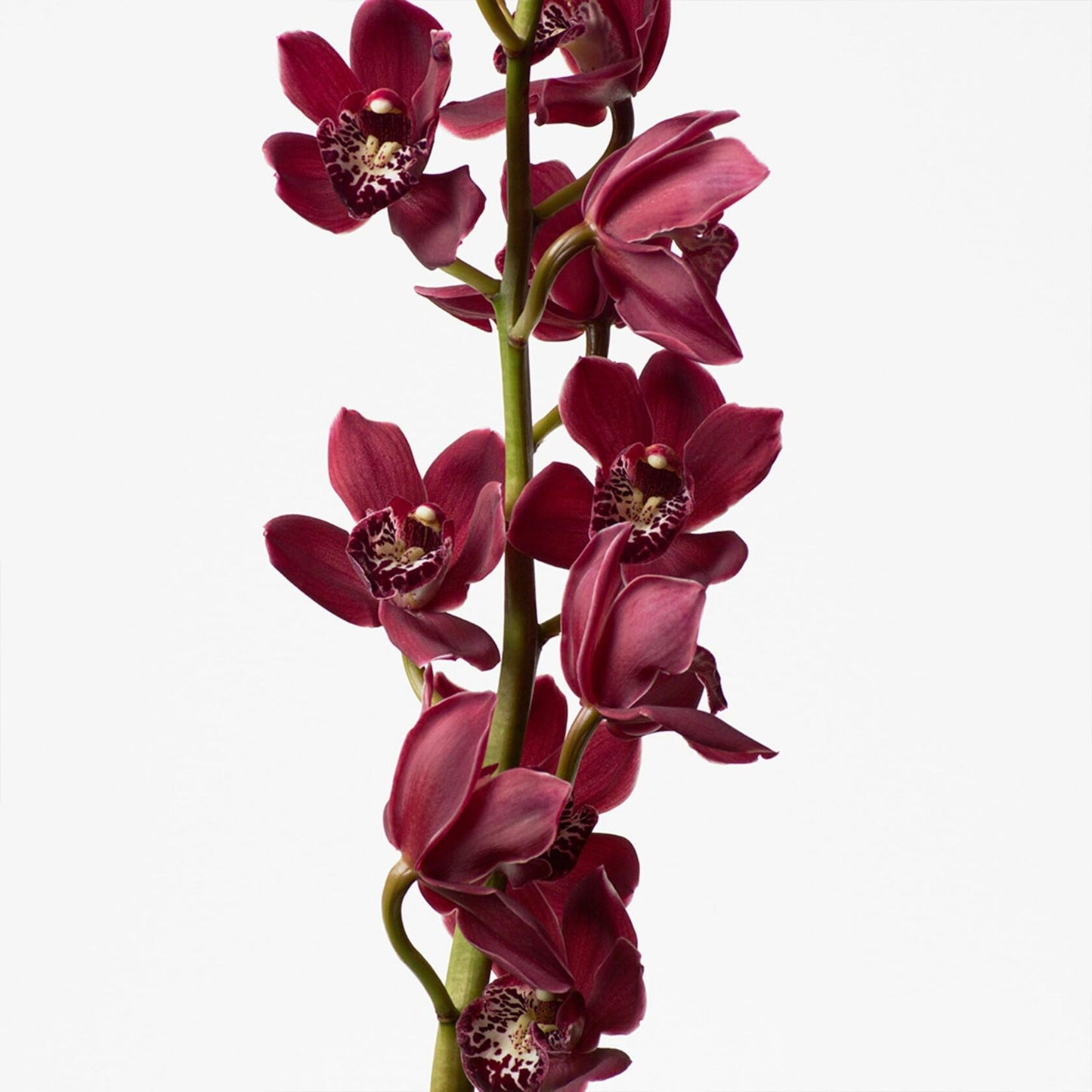 Calvin Klein Euphoria Body Lotion With Notes of Pomegranate, Black Orchid, Lotus Blossom & Mahogany Wood 6.7 fl oz